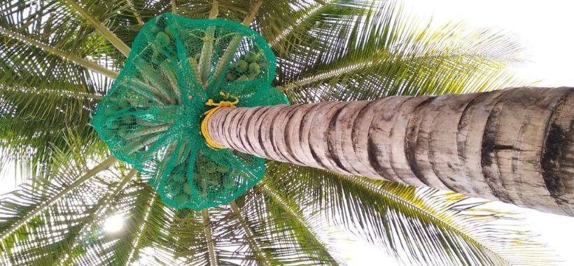 Coconut Tree Safety Nets in Bangalore - Same Day Installation